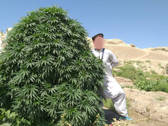 Balkh Hashplant - Image 2