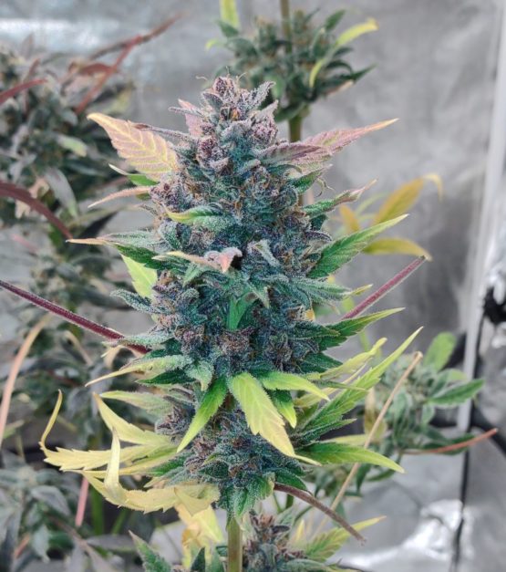 Outdoor Cali Autoflower Project - Image 3