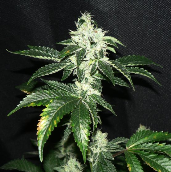 Sour Diesel ibl (Riri cut) bx2