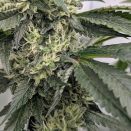 Sour Ghost Face Haze