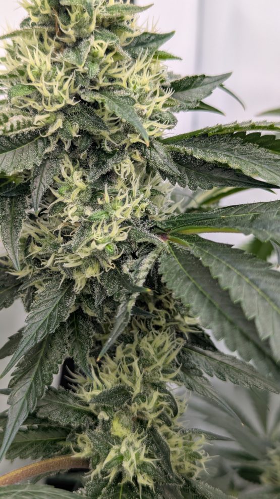 Sour Ghost Face Haze