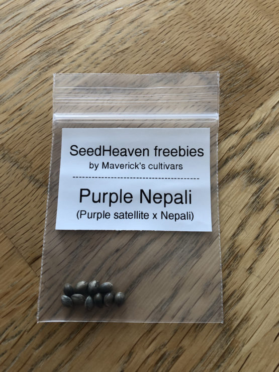 Purple Nepali