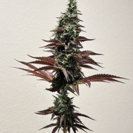 Black Cream