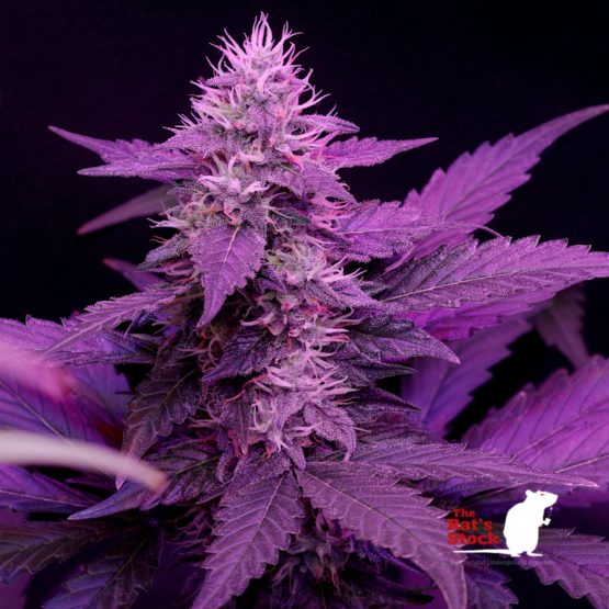 Watermelon Zkunkz