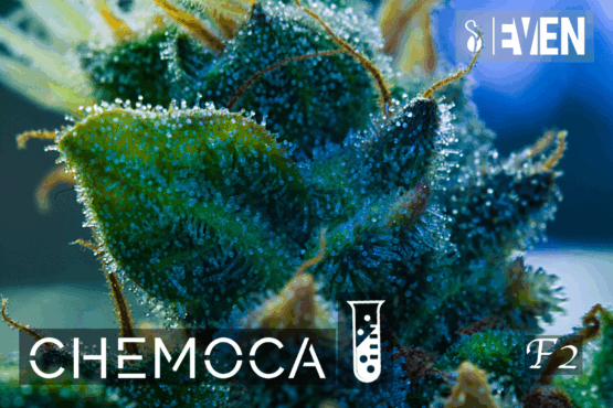 Chemoca - Image 3