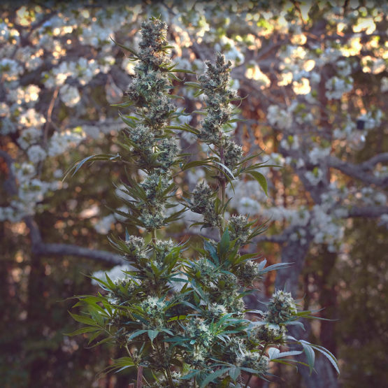 Redwood Haze - Image 4