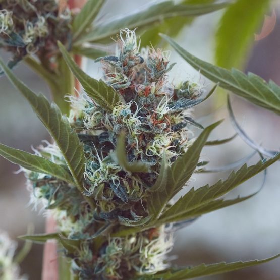 Redwood Haze - Image 3