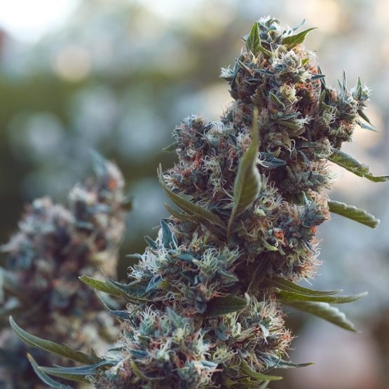 Redwood Haze - Image 2