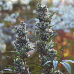 Redwood Haze
