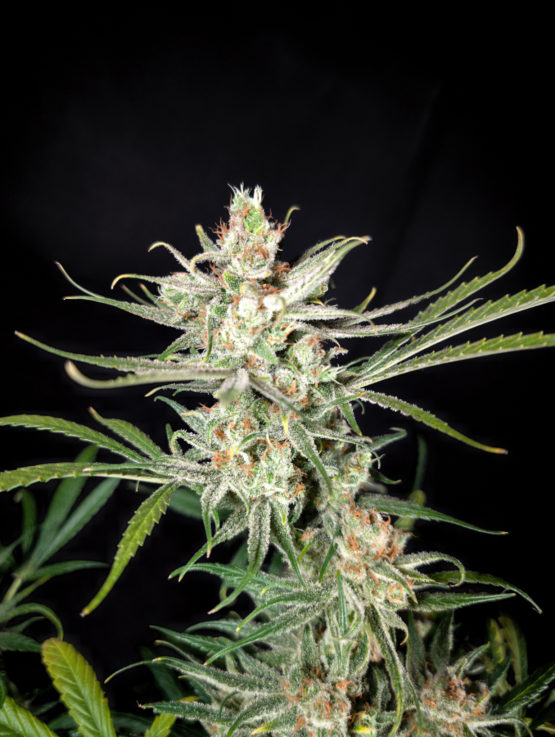 Chocolate Rain F2 - Image 5