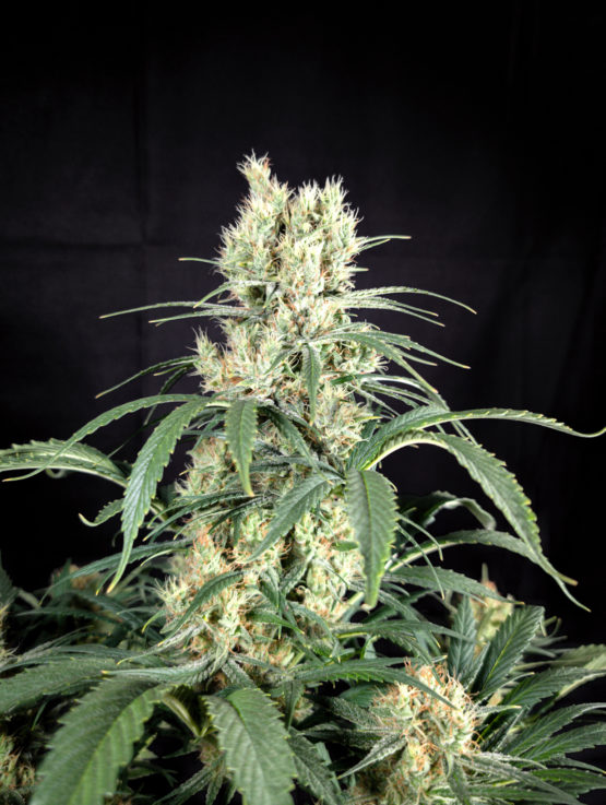 Chocolate Rain F2 - Image 4