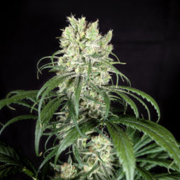 Chocolate Rain F2