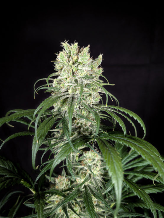 Chocolate Rain F2