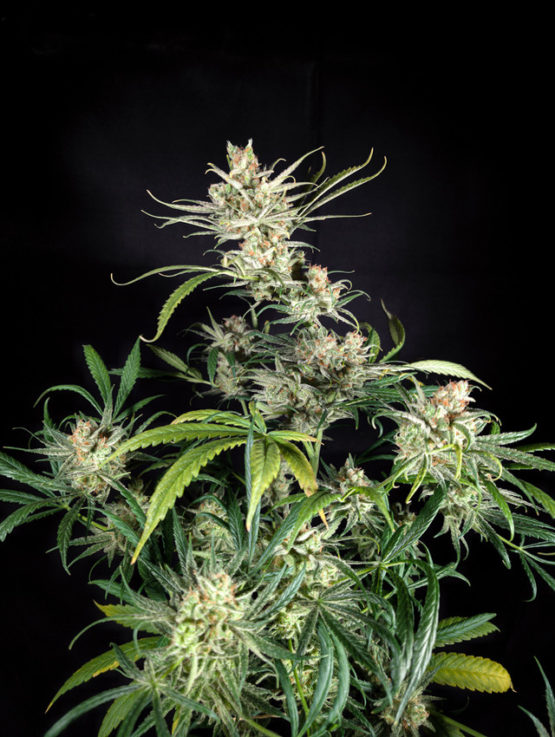 Chocolate Rain F2 - Image 3