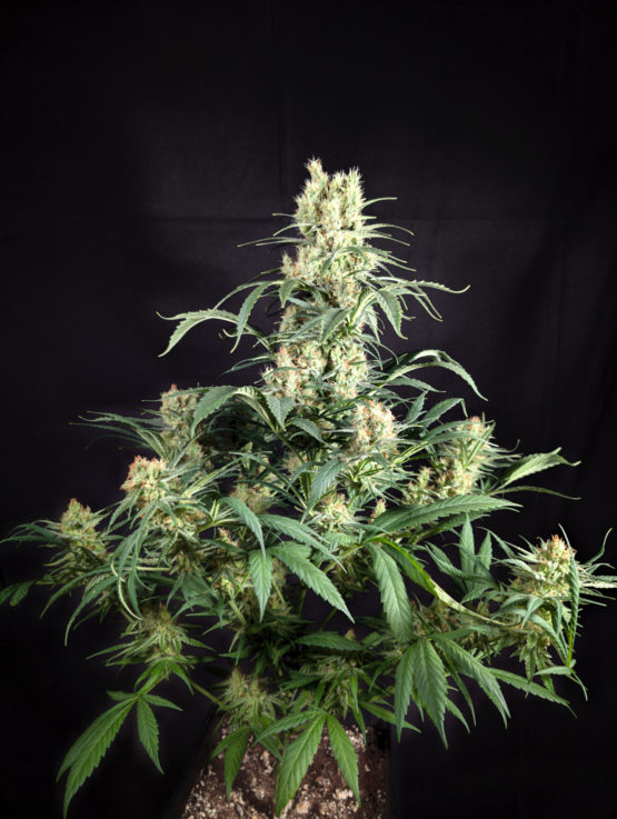 Chocolate Rain F2 - Image 2