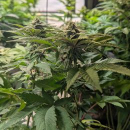 Bruce Banner #7 f3