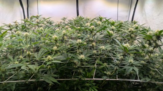Bruce Banner #7 f3 - Image 3