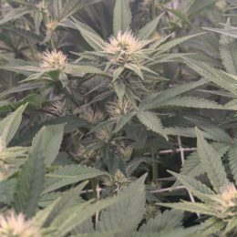 Bruce Banner #7 f3