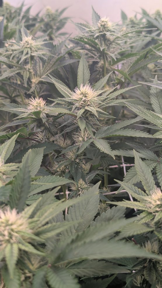 Bruce Banner #7 f3