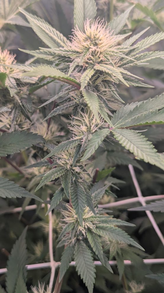 Bruce Banner #7 f3 - Image 2