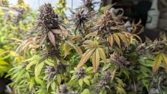 Bruce Banner #9 f3 - Image 5