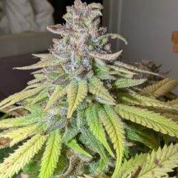 Bruce Banner #9 f3