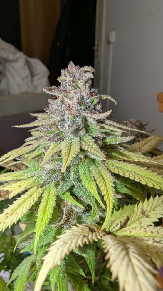 Bruce Banner #9 f3