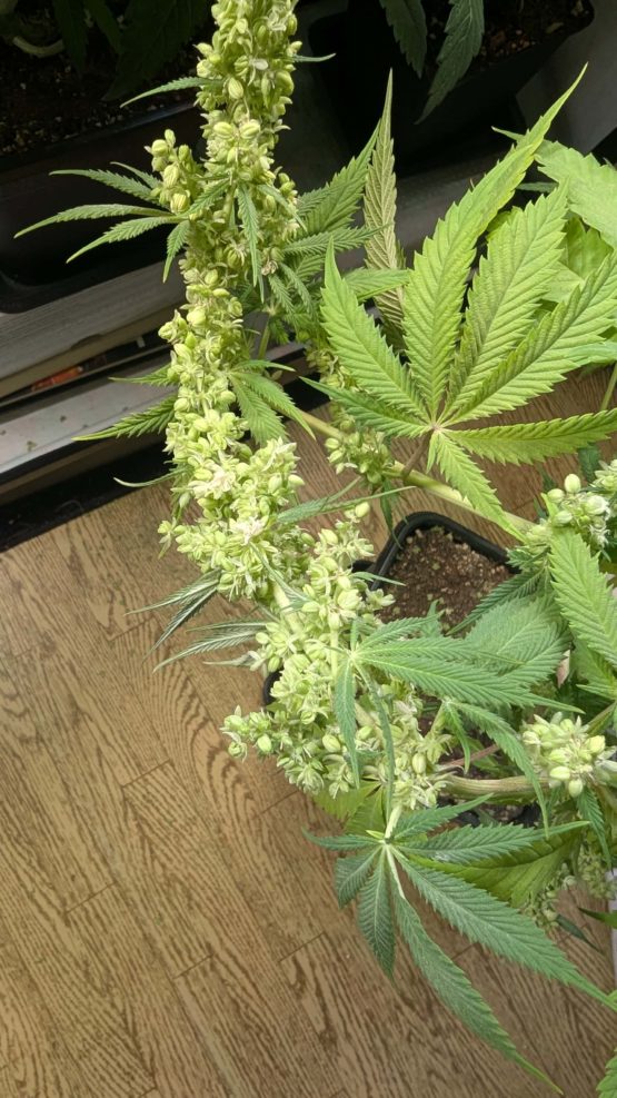 Bruce Banner #9 f3 - Image 4