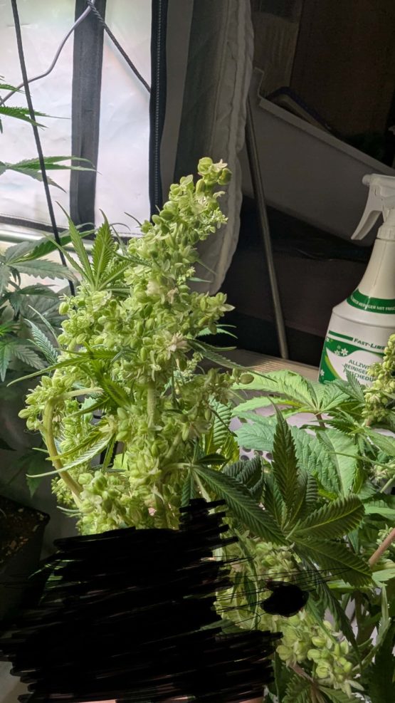 Bruce Banner #9 f3 - Image 3