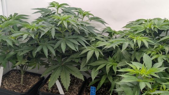Bruce Banner #9 f3 - Image 2