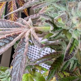 Frost Cake