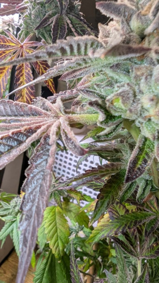 Frost Cake
