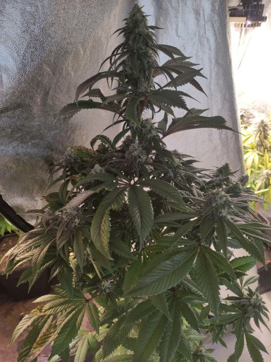 Headbanger f2 - Image 3