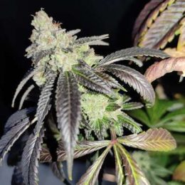 Headbanger f2