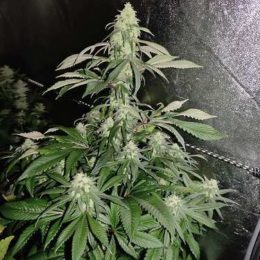 Sour Tangie f2