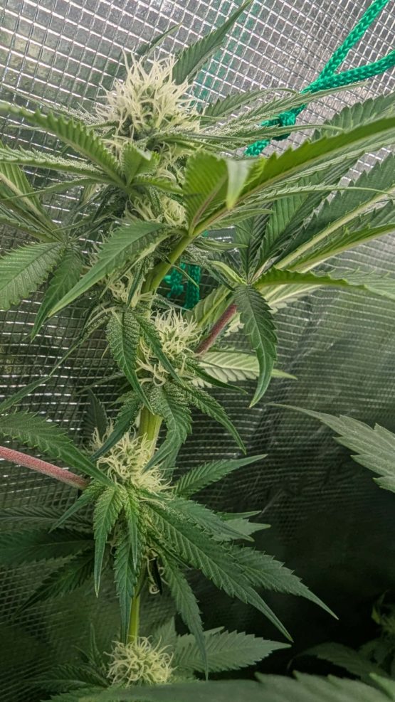 Sour Tangie f2 - Image 4