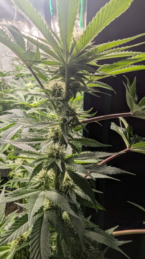 Sour Tangie f2 - Image 3