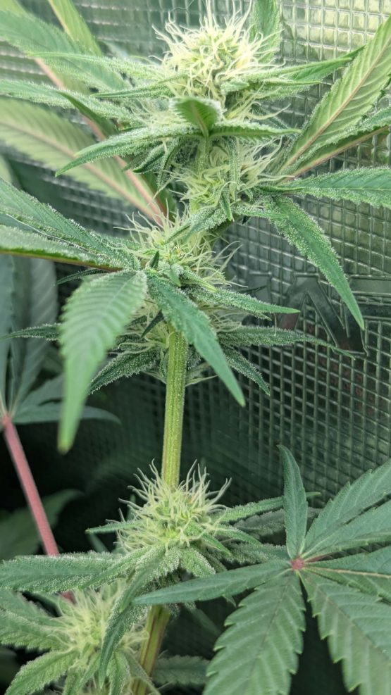 Sour Tangie f2 - Image 2