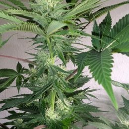 Sour Tangie f2