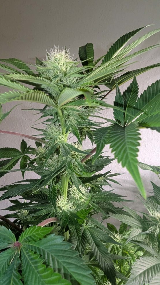 Sour Tangie f2