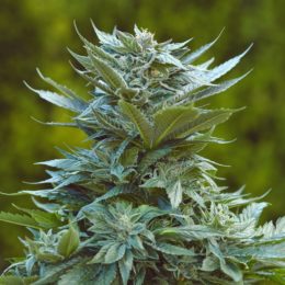 Purple Afghan Kush IBL