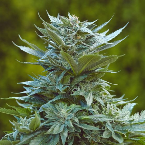 Purple Afghan Kush IBL