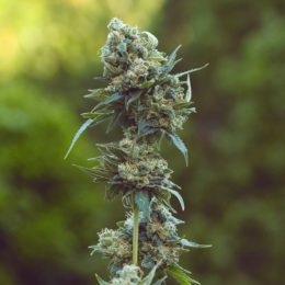 Hawaian Puna Diesel IBL