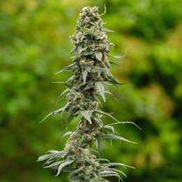 Mezquital Oro, Zacatecas Mexico