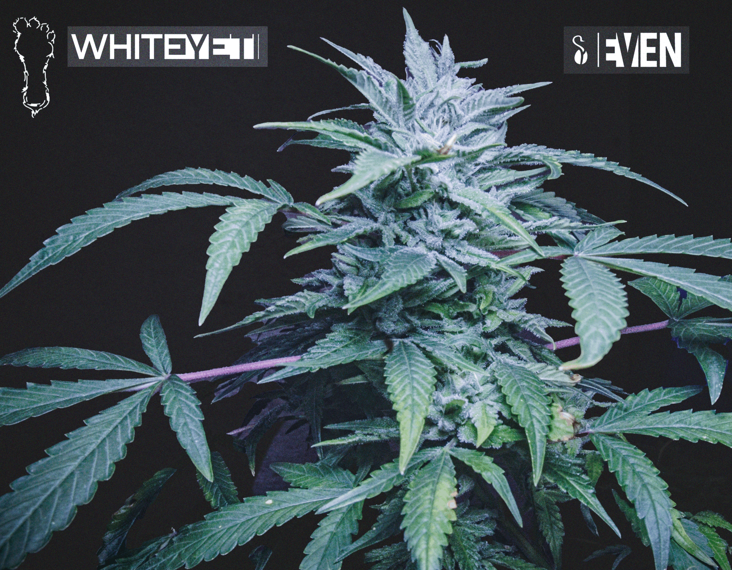 White Yeti - Image 6