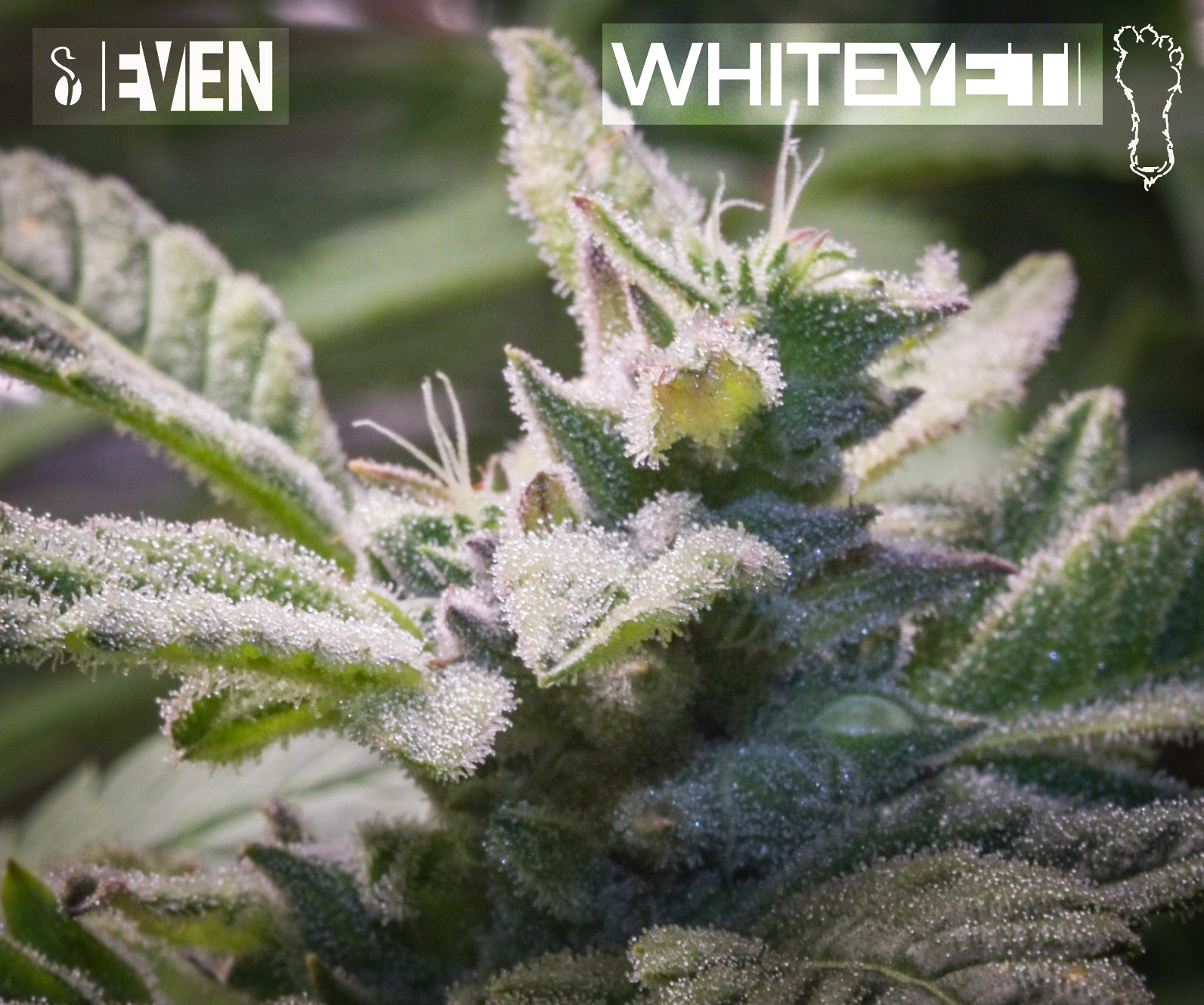 White Yeti - Image 2