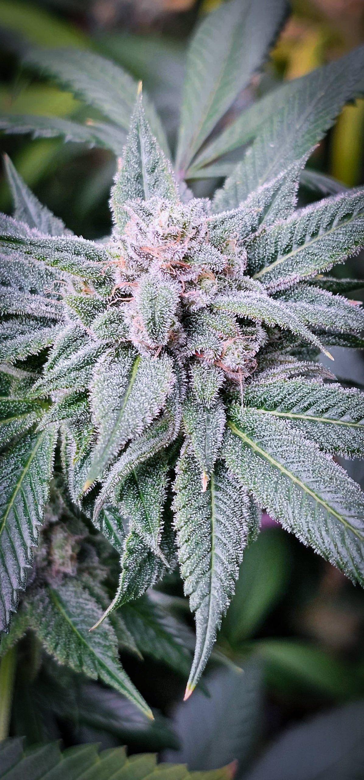 White Yeti - Image 4