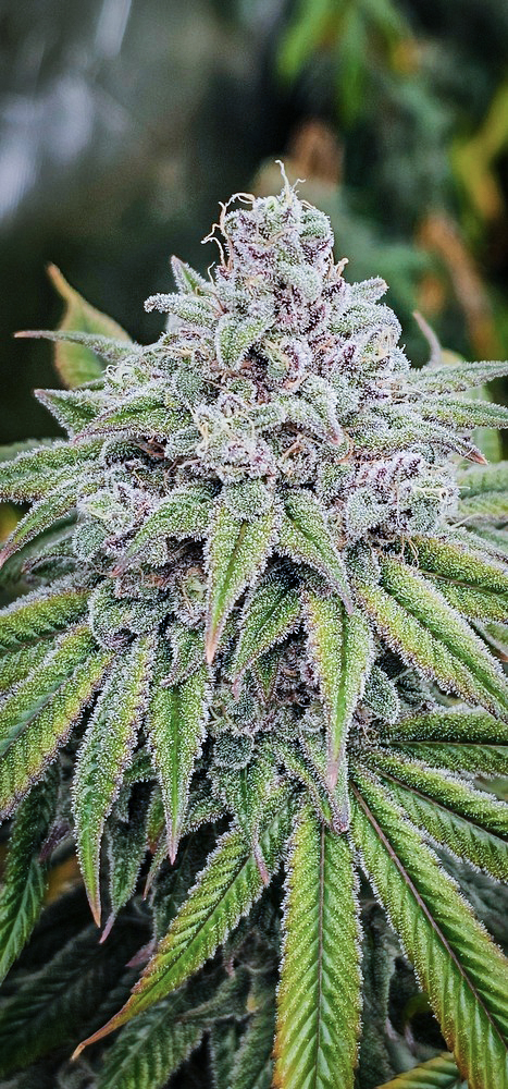 White Yeti - Image 5