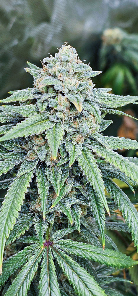 White Yeti - Image 3