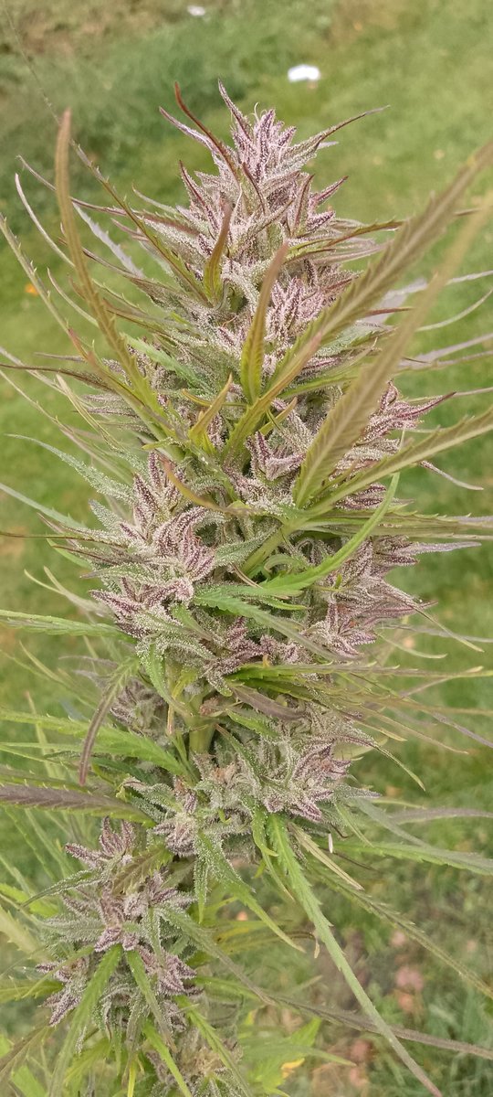 Finnish 2.0 - Image 3